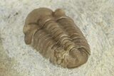 Juvenile Paciphacops Trilobite - Black Cat Mountain, Oklahoma #241433-4